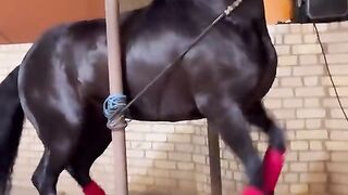 The Spirit of the Desert The Arabian Horse