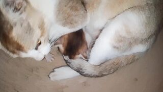 Cat beautiful video