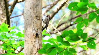 A Woodpecker Pecking on a Tree