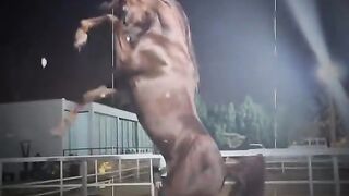 Arabian Horses The Deserts Living Treasure