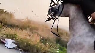 The Art of Horseback Riding