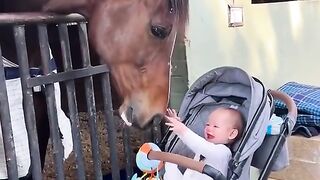 The affection between the horse and the child