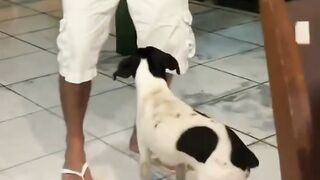Funny dog Dancer
