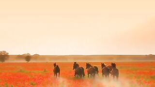 Cavalos e liberdade!