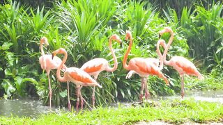 O Universo Cor-de-Rosa dos Flamingos!