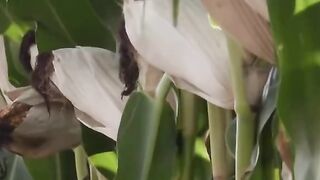 NO-TILL  ТЕХНОЛОГИИ