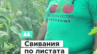 СВИВАНИЯ ПО ЛИСТАТА НА ДОМАТИТЕ - ЗЕЛЕНЧУКОВО СЪКРОВИЩЕ  ФЕРМА МИХОВИ