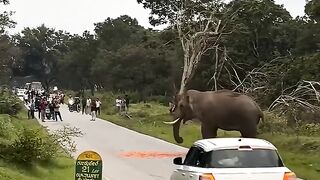 elephant attack 2
