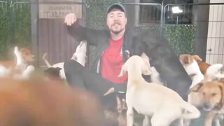 Mr Beast Adopted 100 Dogs  Hindi Dubbed  HD