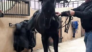 The Art of Training Horses Discipline, Trust, and Mastery