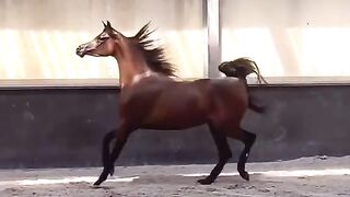 Saudi Arabias Noble Steeds A Legacy of Arabian Horses