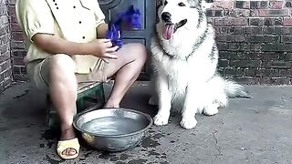 Dog funny Clean