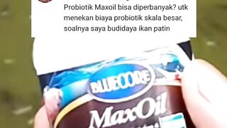 Apakah MAXOIL bisa diperbanyak agar hemat biaya