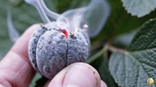 As 10 Frutas Mais Estranhas E Raras Que Você Nunca Viu No Brasil - A Número 1 É De Outro Planeta!