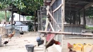 DAFTAR BOSPLAY AGEN SABUNG AYAM ONLINE TERBESAR RESMI AMAN DAN TERPERCAYA 24
