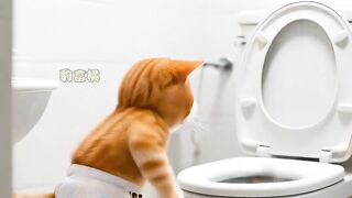 小猫化身鳄鱼美人猫咪 萌宠出道计划 橘猫 047