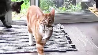 My pet cat brought a squirrel from outside and then