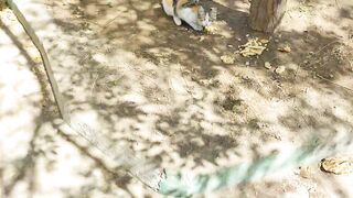 a Cat with beautiful eyes!