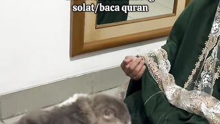 Cat viral lucu