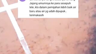Persiapan air kolam pemijahan ikan lele