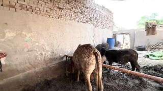 Janwaron Ka Chara Pora Karna Mushkil Ho Gaya Khushi