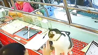 Funny cat boxer