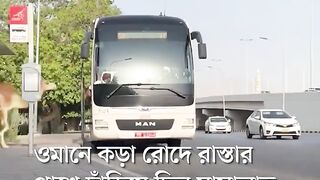 Camels enter AC bus to relieve heat