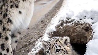 Mother Snow Leopard Saves Her Cub with the Help of an Old Guy!