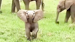 little baby elephant very cuteness