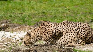 Cheetah Drinking at Water Puddle in Natural Habitat