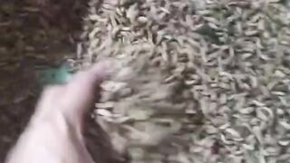 TERNYATA MUDAHBegini cara budidaya MAGGOT BSF