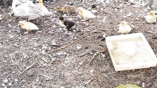 Babys ducks