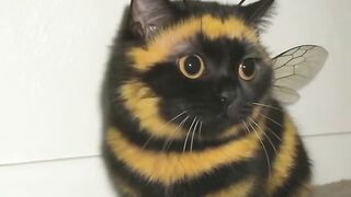 Cat That Looks Just Like a Bee  Too Cute to Handle!