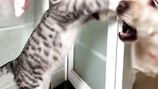 Funny Pets Compilation  Laugh Out Loud Moments!