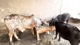 Itni Pareshani Me Mili Choti Si Khushi  Village Woman Life And Mud House Work Routine  Pak Villa(720PHD).mp4