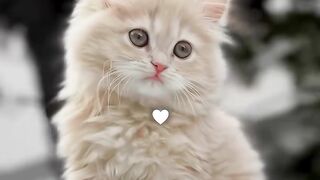 Cute Cat 50