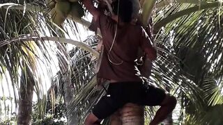 Coconut theft video