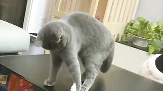 Cat Fun  Hilarious  Adorable Cat Moments!