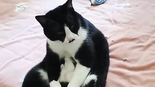 Incoming! Funny Little Kitty Hits the Battlefield in 321!