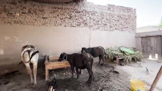 Sailaab Ke Baad Mud House Ka Visit