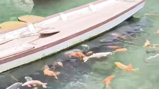 Ikan mas