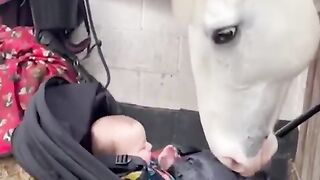 This horse just became a babysitter