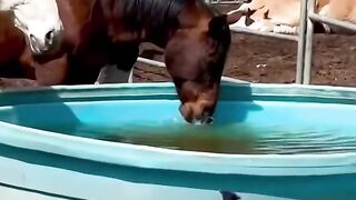 The never-ending horses mouth