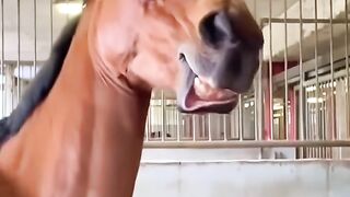 When you have a dramatic horse
