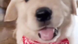 Cutest Dog Ever  Adorable Moments Youll Love!