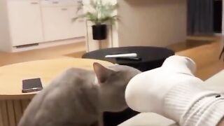 Funny Cat Smells Something Bad  Hilarious Reaction!