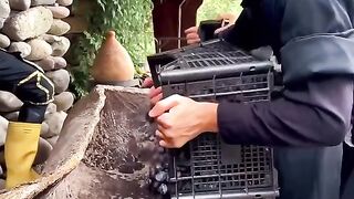 ГРОЗДОБЕР В ГРУЗИЯ