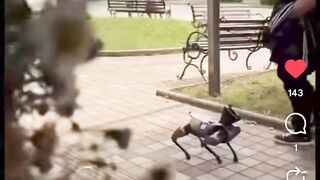 Робо собака