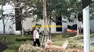 Kucing Panik Dikejar Gukguk, Sampai Naik Pohon!