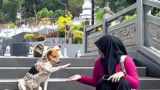 Funny dog 72